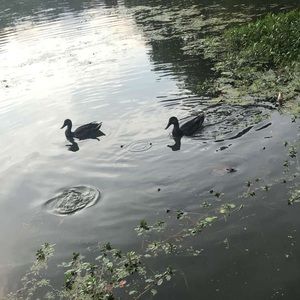 Meet your Posher, Basma